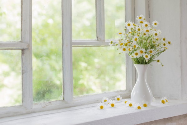 窓辺の花